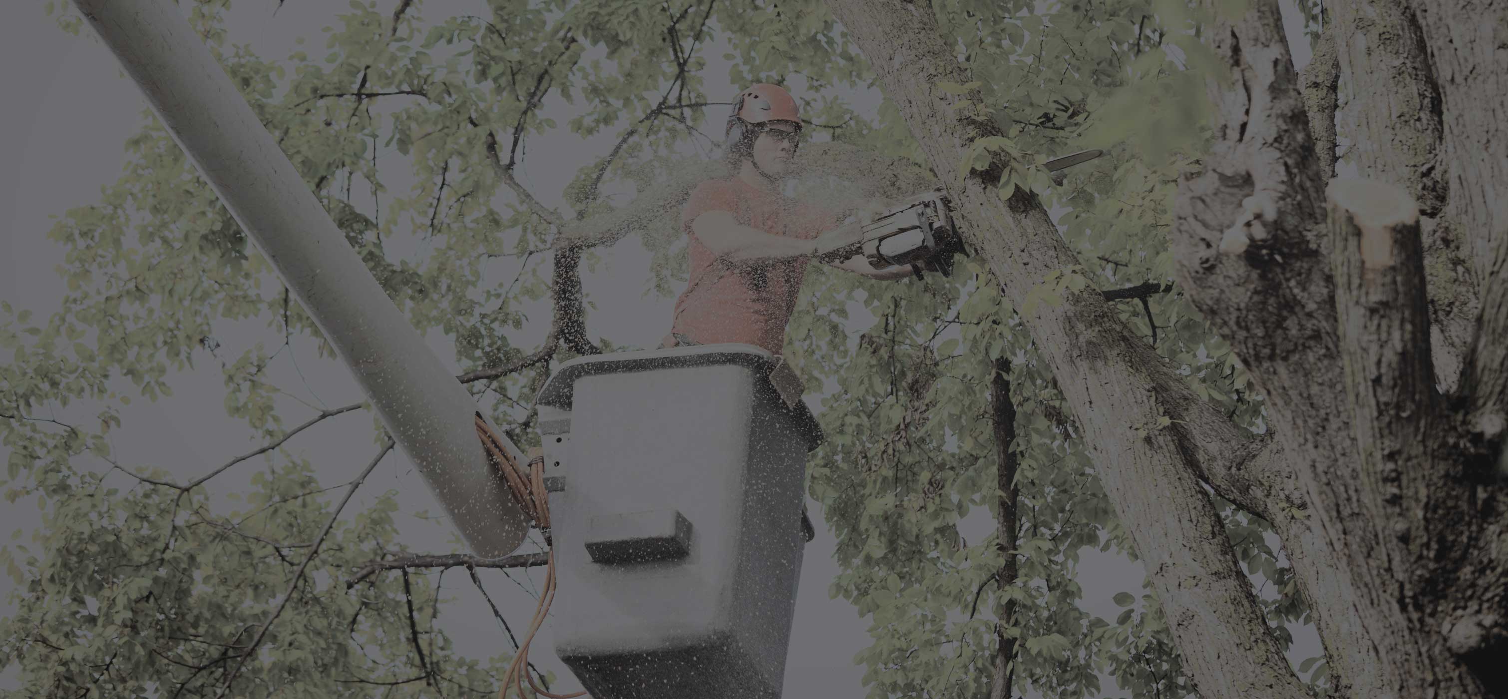 Person in a bucket lift sawing a limb of a tree with a chainsaw