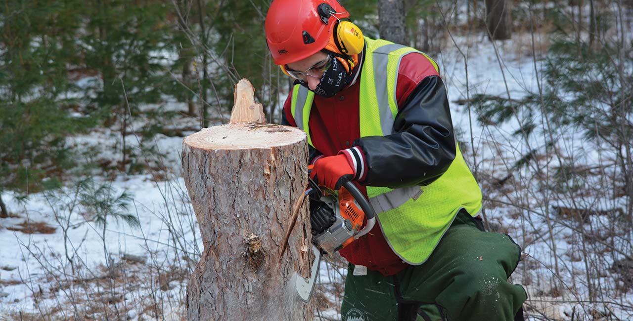 Arborist cutting a tree with a chainsaw