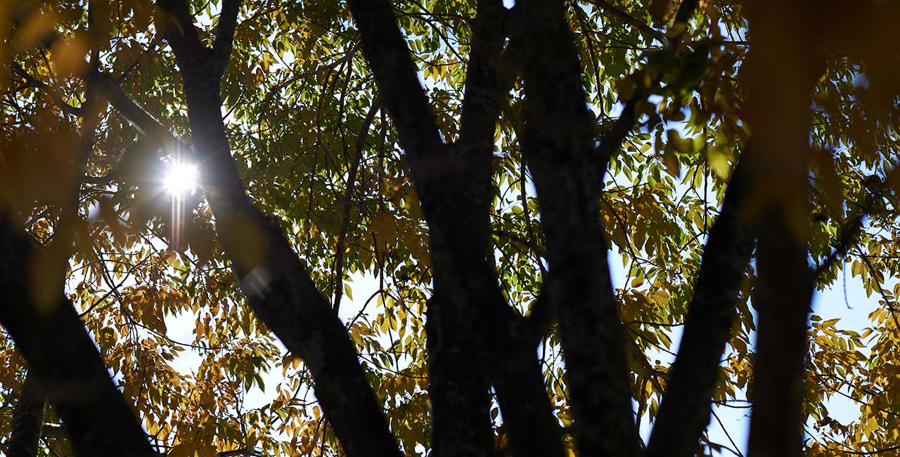 Sun though trees