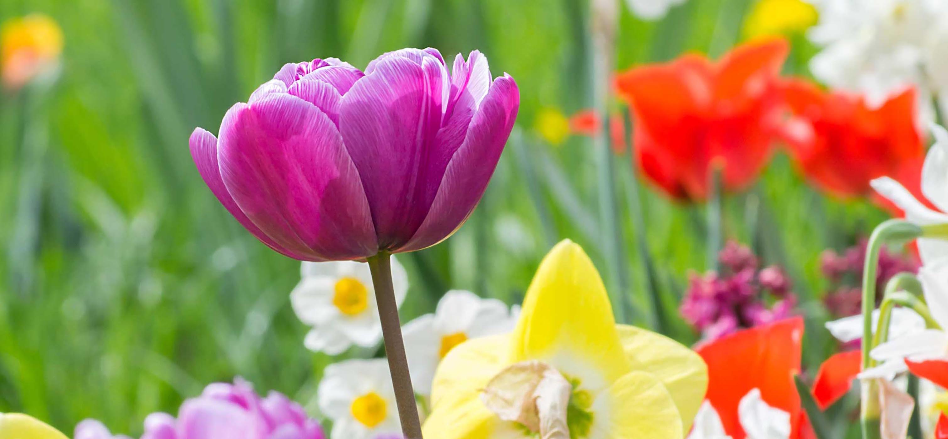Purple flower in focue with other yellow and orange flowers scattered in the background along with grass.