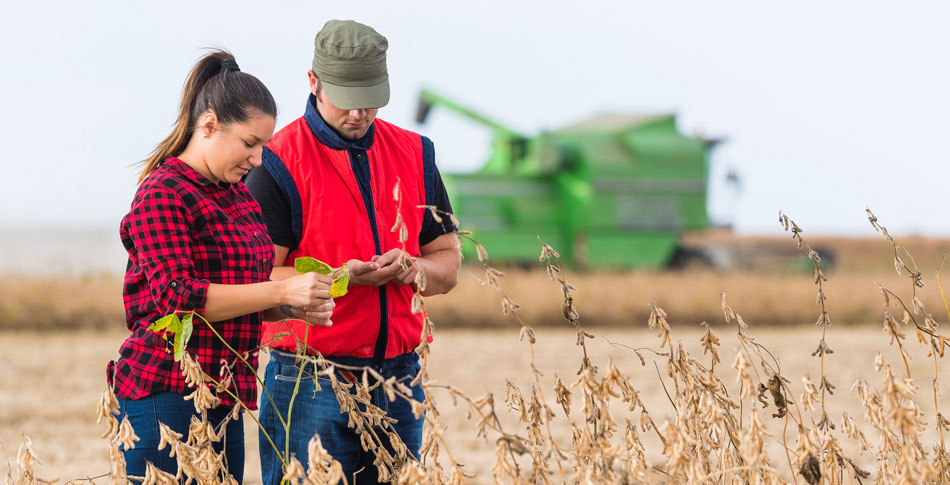 Man and woman standing in a field looking at their hands. Farm equipment in the background.
