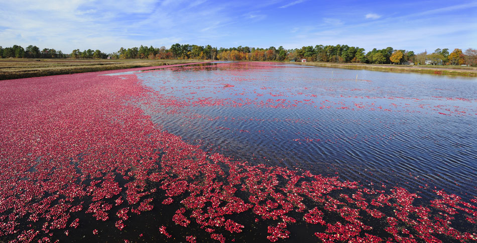 Cranberry bog