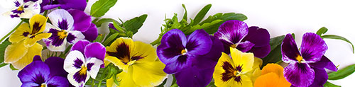 Yellow and purple flowers with green leaves in background.