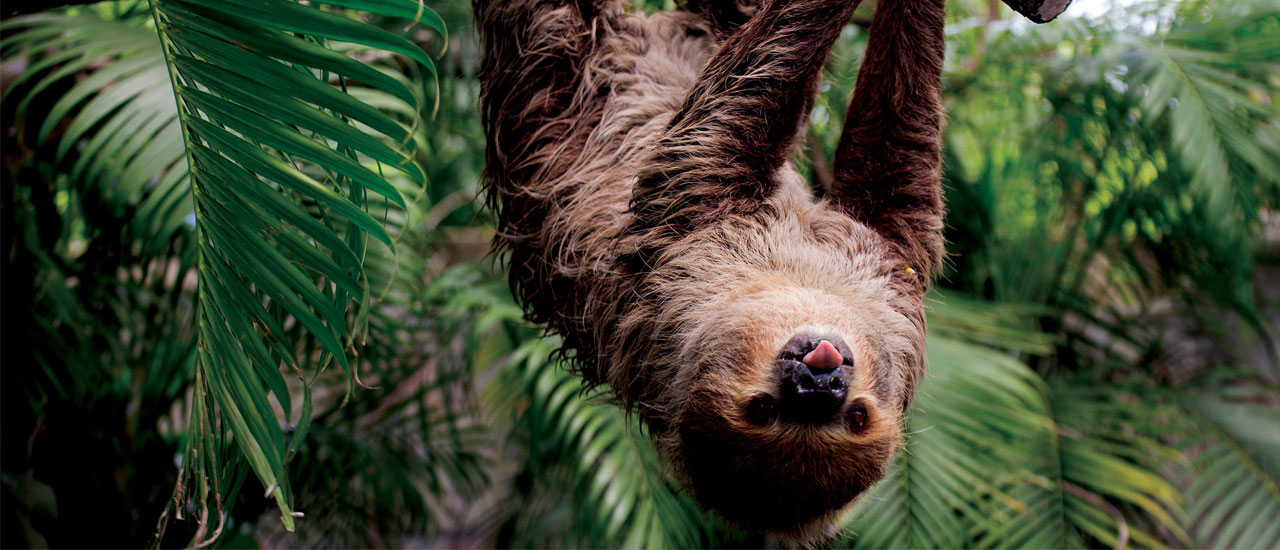 Sloth hanging upside down from a tree with it's tongue out.