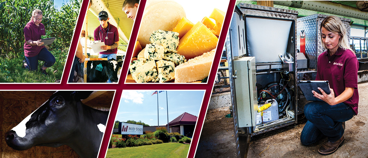 Collage of agriculture related photos. Woman Kneeling in cornfield, Man with clipboard looking at cow, assorted cheeses, woman kneeling next to farming machinery with tablet in hand, bust of a cow used in training scenarios, Mid-State Marshfield Campus