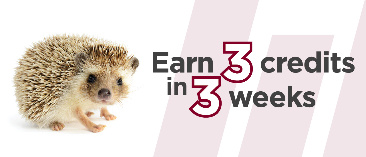 Hedgehog standing with the words "Earn 3 credits in 3 weeks" next to it.