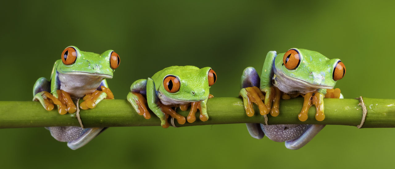 3 Frogs on branch
