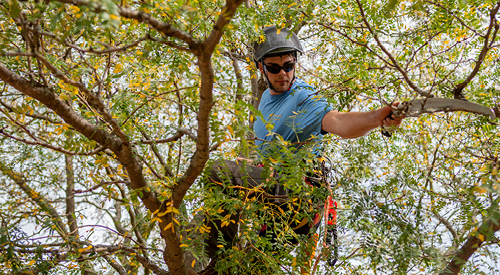 Man in a tree in climbing gear sawing down a branch