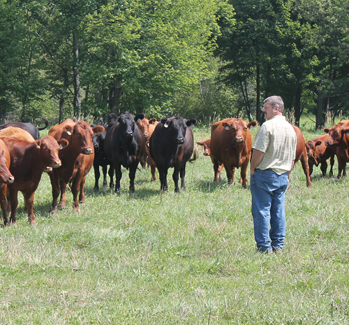 Man standing in a field with a herd of cows around him