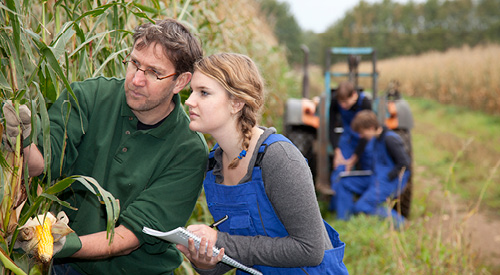 2 people looking at corn in a field of crops, 2 people on a tractor can be seen in the background