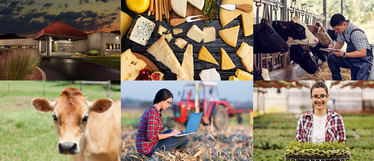 Collage of images. Marshfield campus, assorted cheeses on a table, person kneelling next to cows recording information on a clipboard, cow, person sitting in field with a laptop, person in greenhouse holding plants
