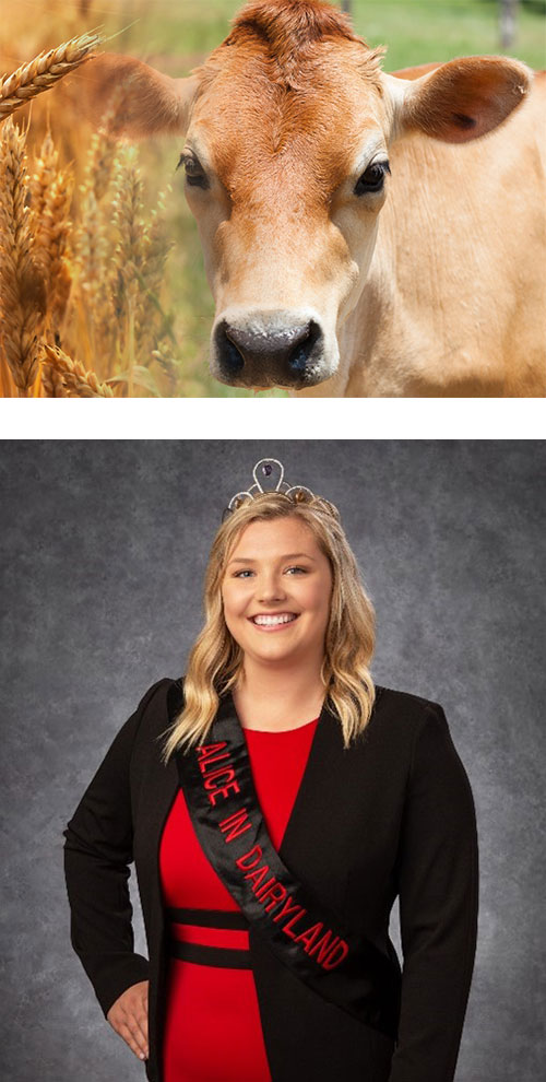 Jersey Cow in a field and Tayler Schaefer: Alice in Dairlyand underneath