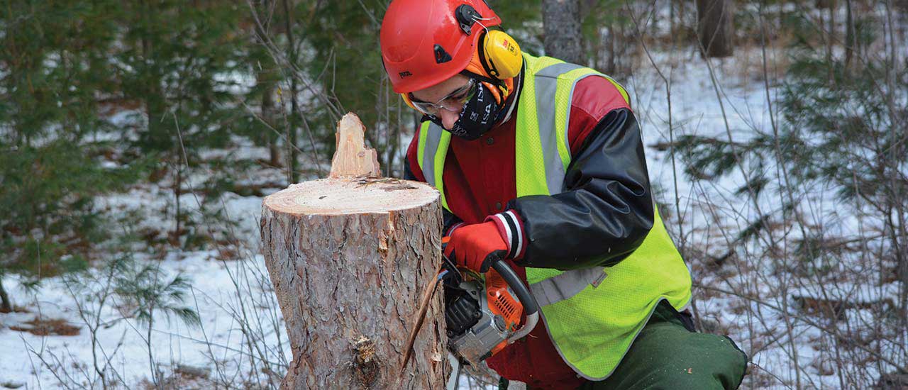 Person in snowy woods cutting a stump with a chainsaw