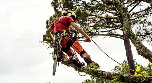 Person in a tree wearing orange carrying a chainsaw