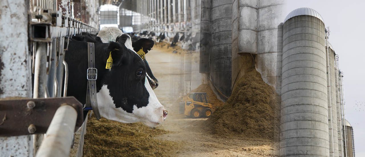 Cow in a barn, silos, and a bobcat machine lifting dirt collaged into 1 image