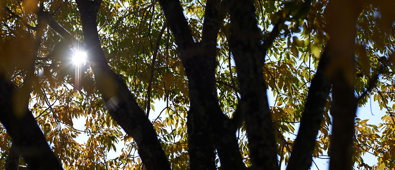 Tree branches with sun shining through