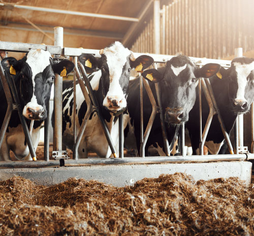 Cows in a barn