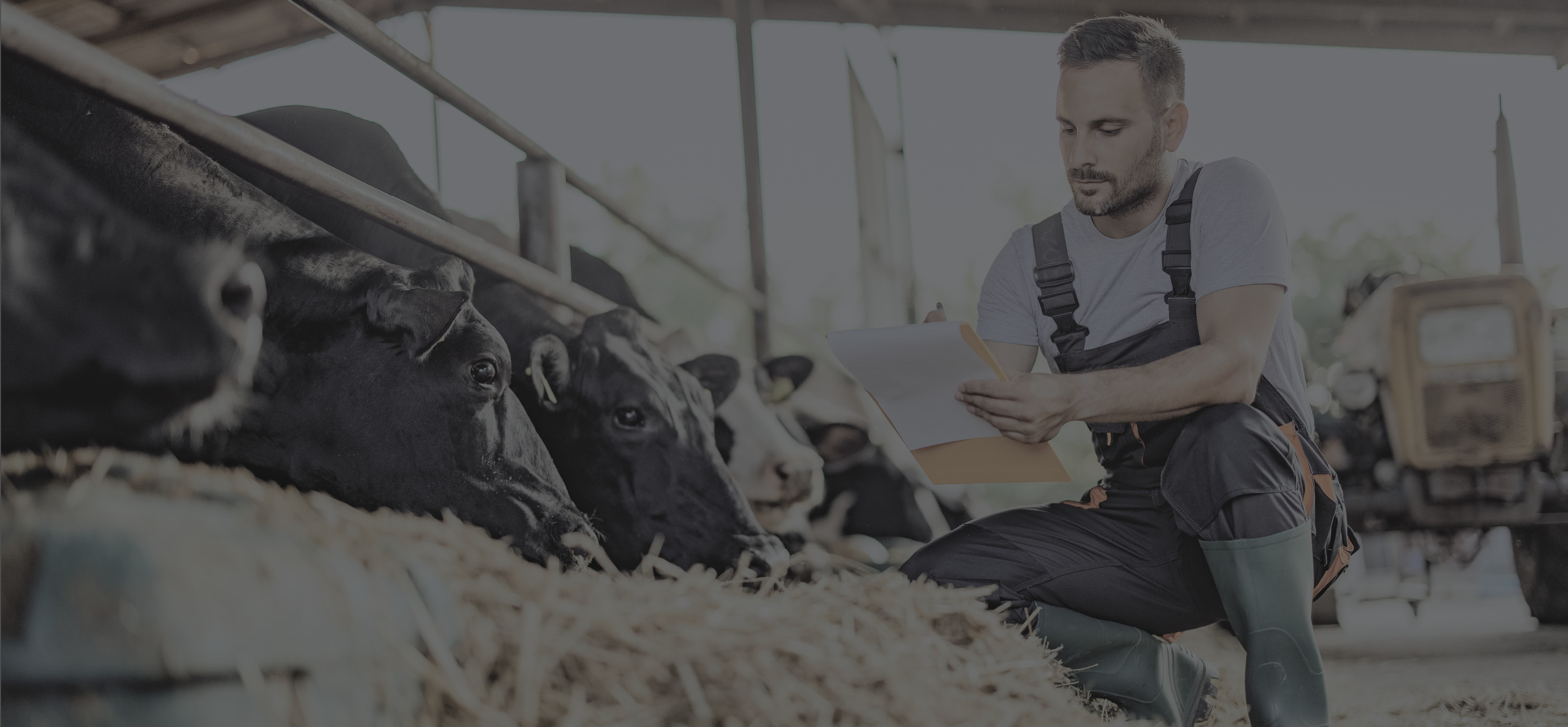 Person feeding cows in a barn while writing on a notepad. Tractor in the background.