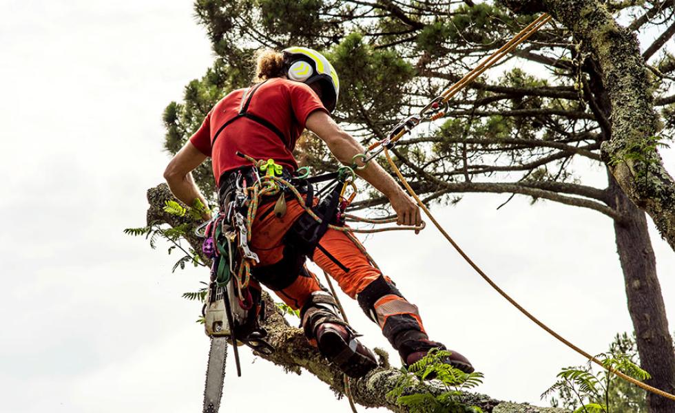 Utility Tree Trimmer working on a tree with a chainsaw and protective gear.