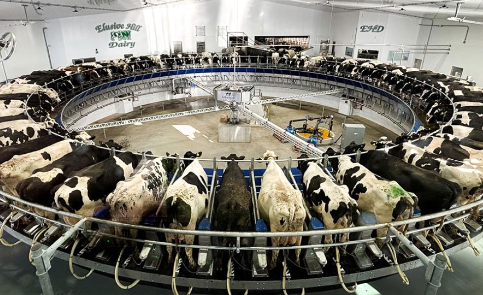 Elusive Hill Dairy’s BouMatic 72-cow rotary milking parlor.