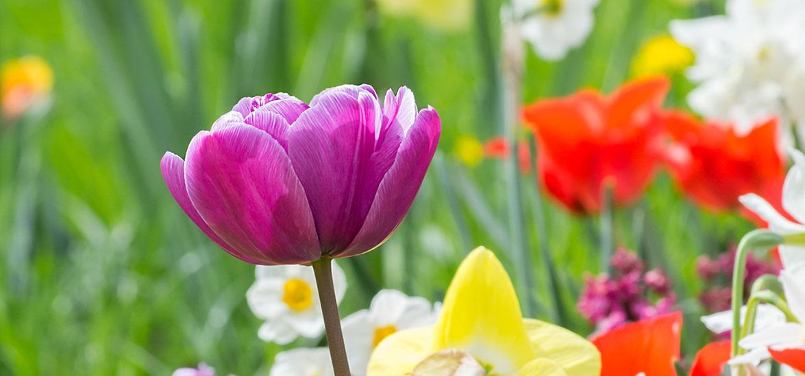 Purple tulip in bloom with variety of colorful flowers in the background