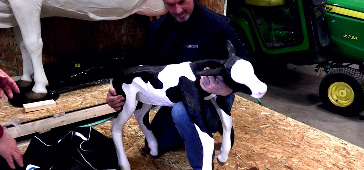 Mid-State Technical College Dean of Transportation, Agriculture, Natural Resources, & Construction Ron Zillmer demonstrates proper handling of a baby calf using the College’s new lifelike cow birthing simulator. The simulator was acquired this spring and will be used by students in the College’s agriculture programs on the Marshfield Campus.