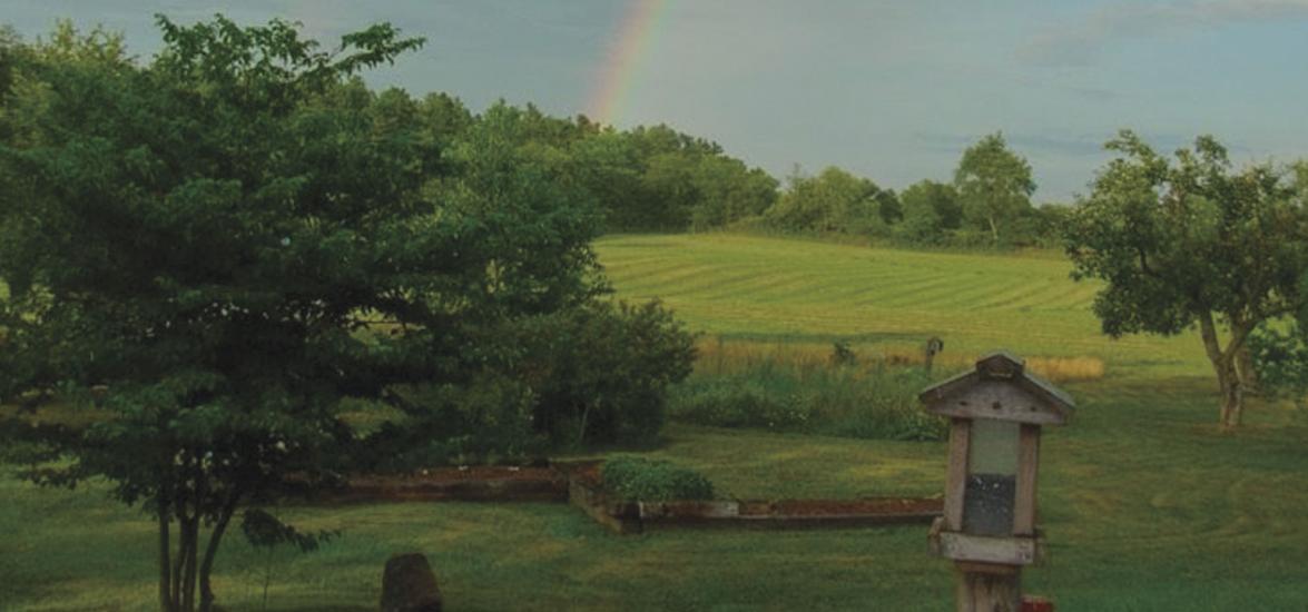 Outdoor landscape with a tree, garden, and bird feeder in the foreground, rolling green hills and a rainbow in the background.