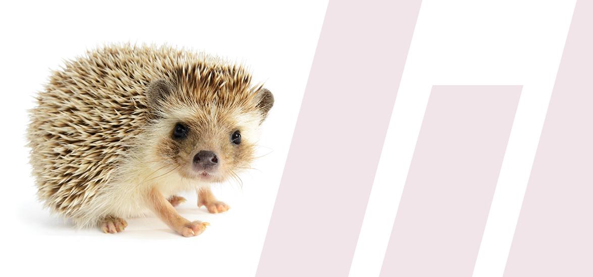 A hedgehog next to the Mid-State logo