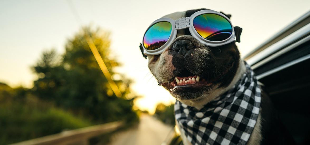 Dog wearing sunglasses sticking its head out of a car window. Text on image reads earn college credits this summer.