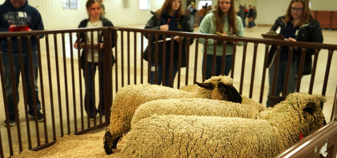 High school students participating in the FFA Career Development Events competition judge livestock based on subjective criteria, followed by a verbal report justifying their conclusions. The event was one of eight contests Mid-State Technical College hosted in Marshfield, March 22, 2022.