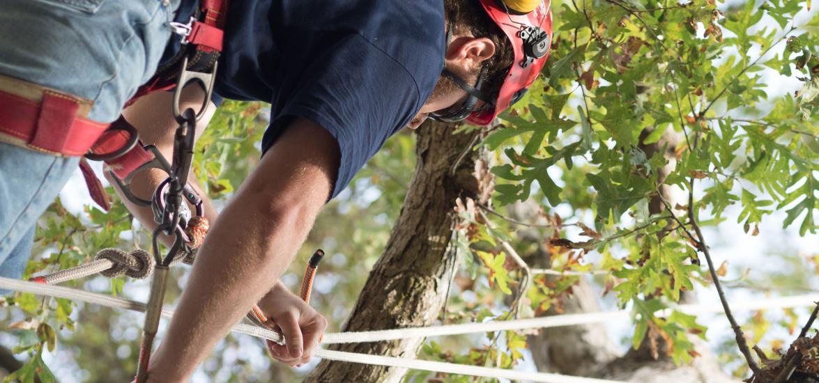 Mid-State Technical College arborist student uses ropes to work safely in a tree. 