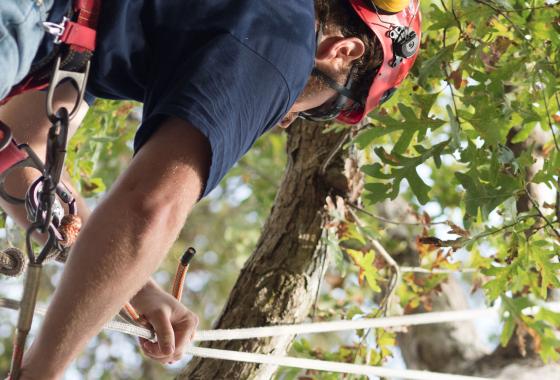 Mid-State Technical College arborist student uses ropes to work safely in a tree. 