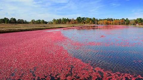 A lake scene with cranberries along the shore